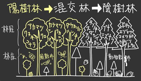 陽樹林 陰樹林|【高校生物基礎】「遷移：一次遷移・乾性遷移 陽樹。